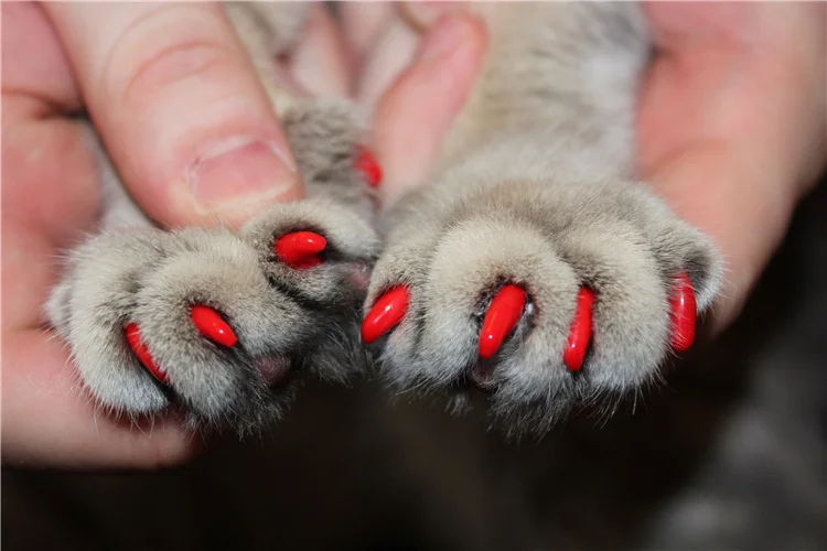 Cat Nail Caps Pet Cat Soft Paws Nail Protector Cover With Free Adhesive Glue + Applicator 20pcs/lot for Kitten
