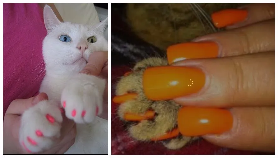 Cat Nail Caps Pet Cat Soft Paws Nail Protector Cover With Free Adhesive Glue + Applicator 20pcs/lot for Kitten
