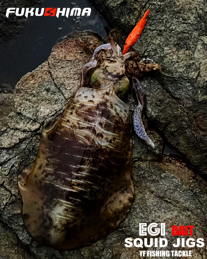 FUKUSHIMA 2-3.5 SQUID JIGS EGI LURE FISHING WOOD SHRIMP BAIT CUTTLEFISH OCTOPS GLOW TAIL SHARP HOOKS 21GRAM ROCK & BOAT FISHING