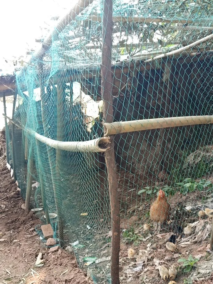 Heavy Duty Anti Bird Netting Garden Deer Fence Netting, Garden Net and Crops Protective Fencing Mesh for Anti Bird Deer Cat Dog