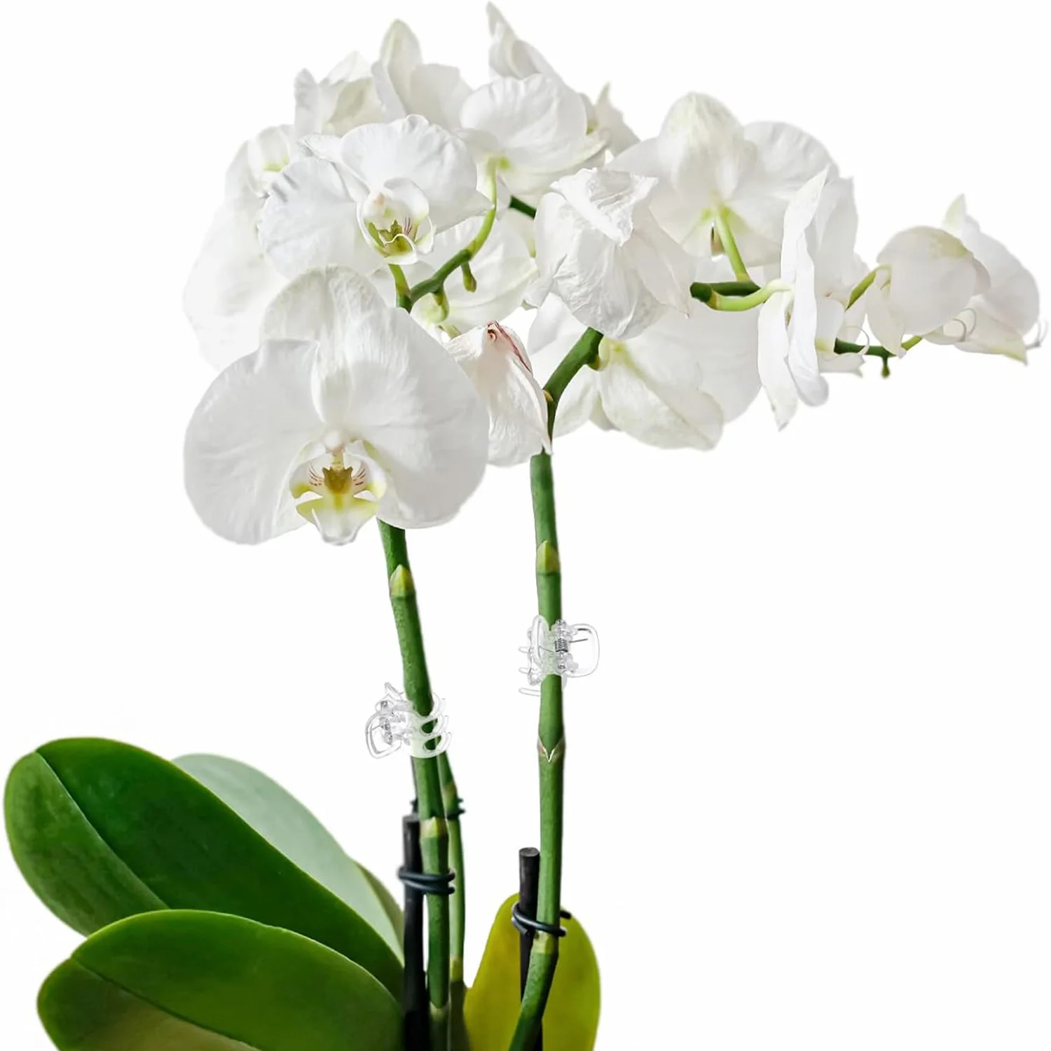 30/50/100Pcs Transparent 6 Claws Orchid Clips Plastic Butterfly Flowers Support Clear Fixer For Garden Vine Stem Plants Climbing