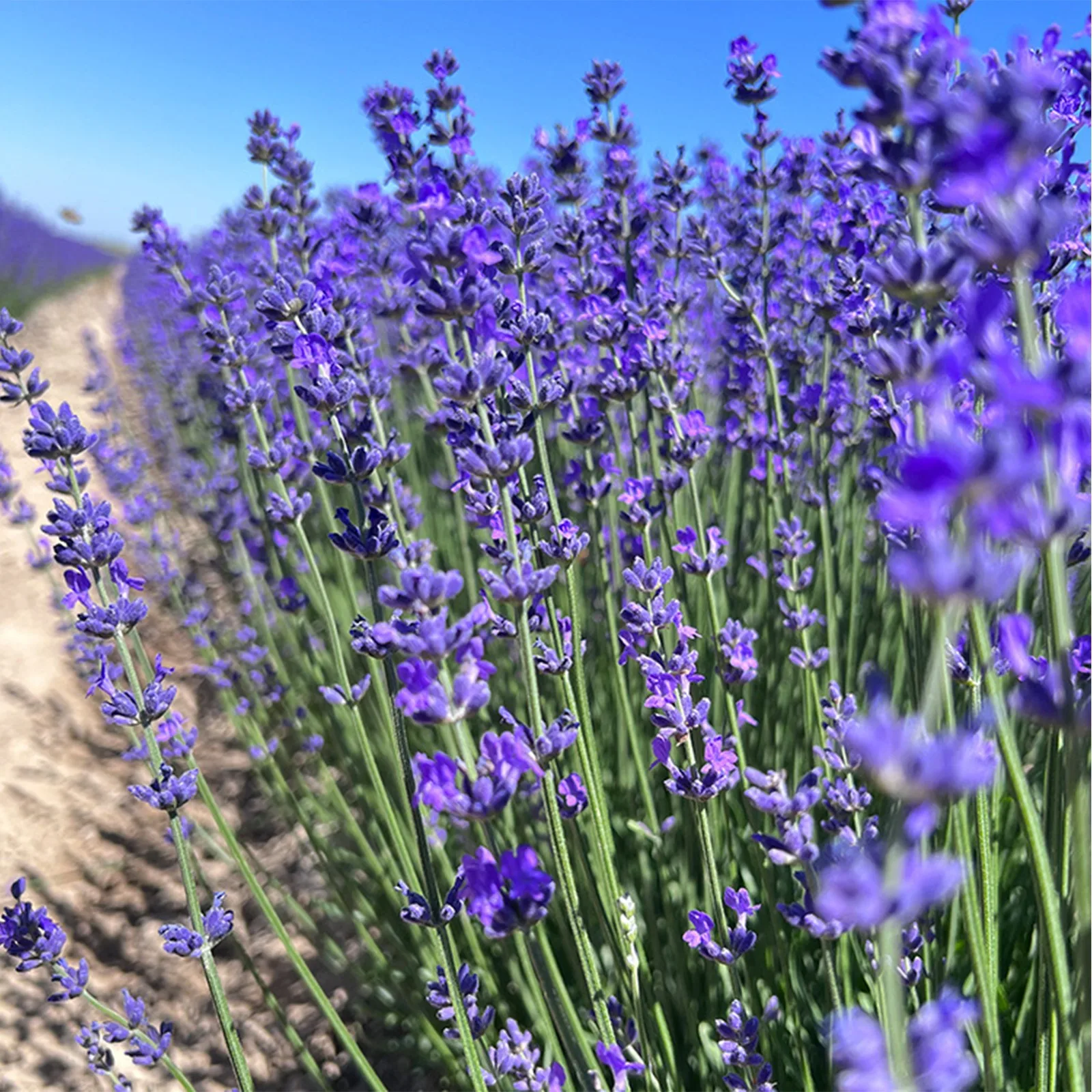 Dried Lavender Sachet Bags Natural Fragrance Aromatherapy Pouch Sleep Aid Ornament Car Wardrobe Drawer Home Decor 2026 Trending