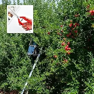 Straight Head Pruning Shears Non-slip HandleStainless Steel Outils Manuels Household Bonsai Garden Scissors Pruing Shear 1Pcs