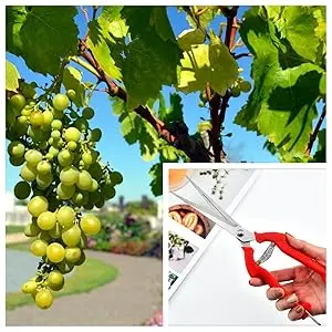 Straight Head Pruning Shears Non-slip HandleStainless Steel Outils Manuels Household Bonsai Garden Scissors Pruing Shear 1Pcs