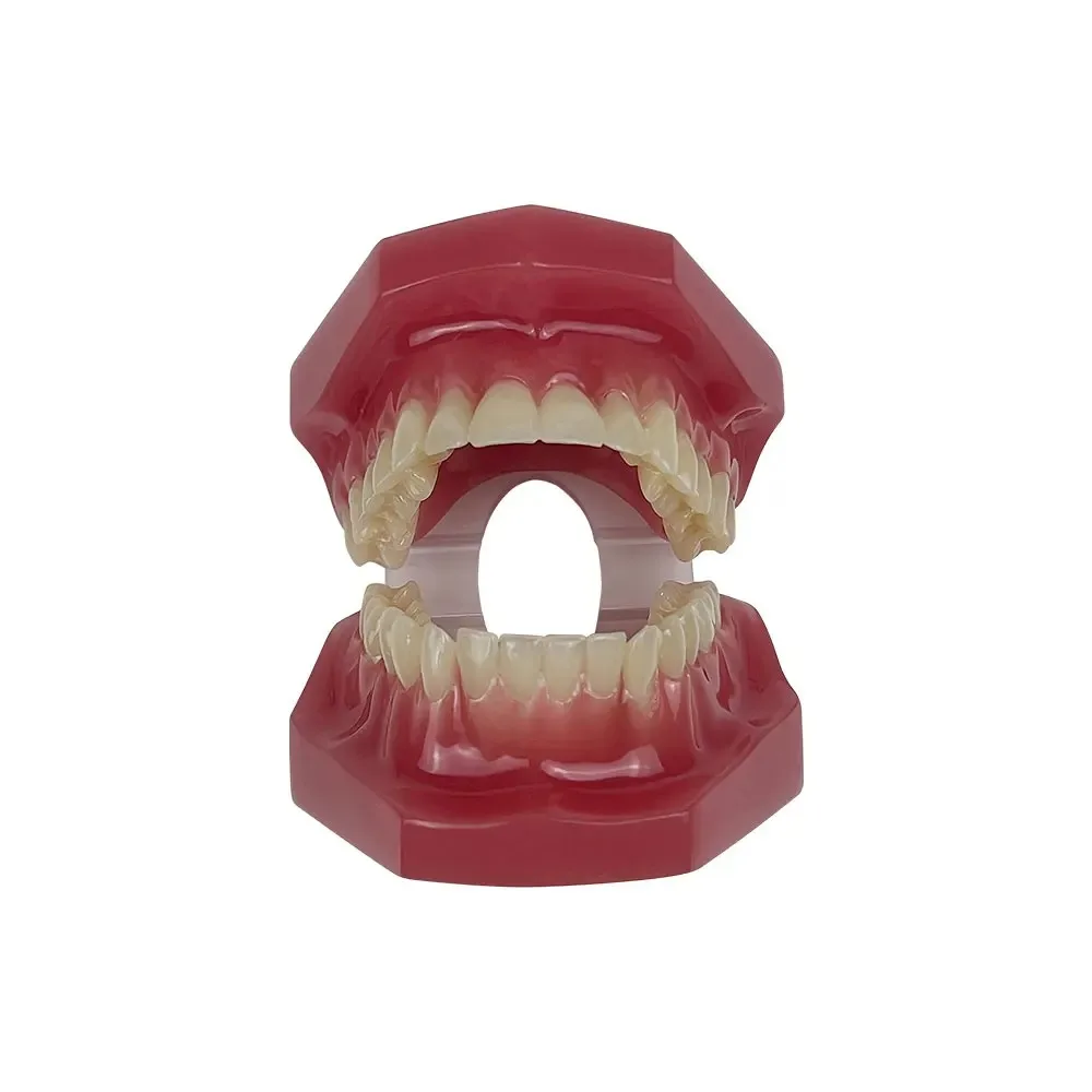 AG Orthodontic Teaching Model Oral Model Half Ceramic Half Metal Bracket for Dentist Doctor-patient Communication Tool