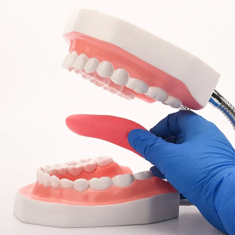 Enlargement Oral Teaching Dental Material Dentistry Consumables Prosthesis Dental Anatomy Model Tongue