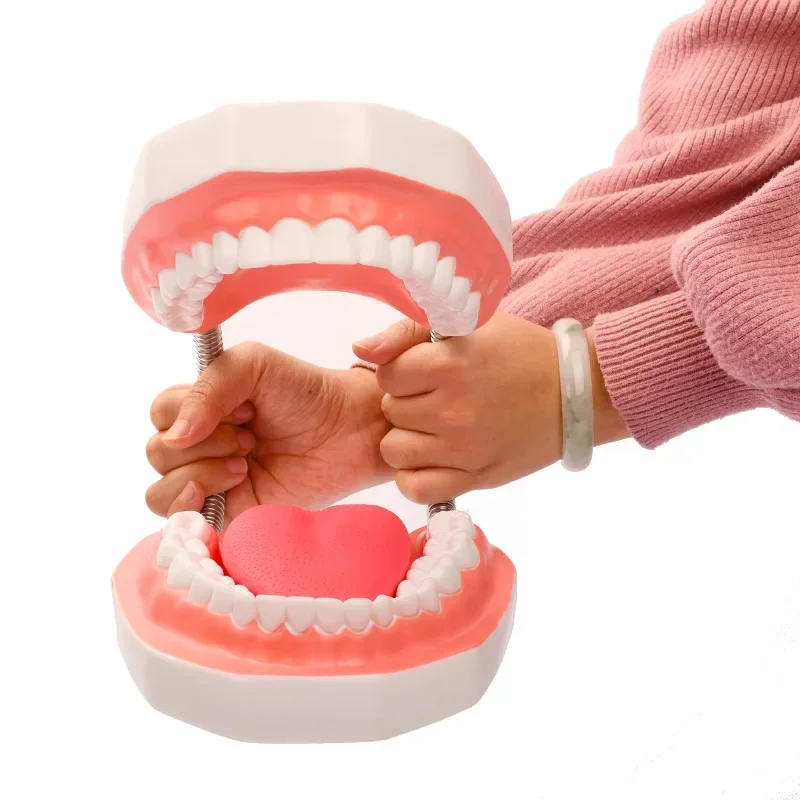 Enlargement Oral Teaching Dental Material Dentistry Consumables Prosthesis Dental Anatomy Model Tongue