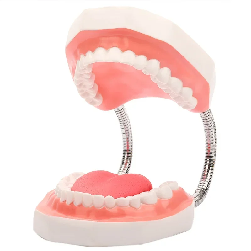 Enlargement Oral Teaching Dental Material Dentistry Consumables Prosthesis Dental Anatomy Model Tongue