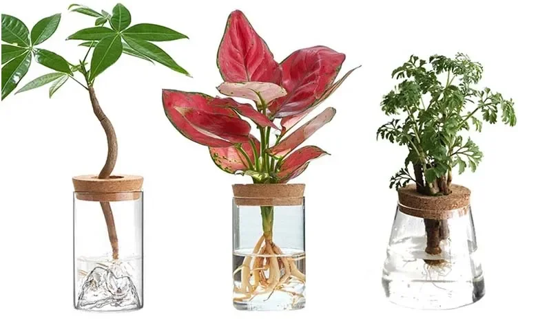2/1 Pcs Hydroponic Plants Glass Flower Pots Home Decoration Transparent Small Vase Plant Pots With Base Tray Garden Accessories