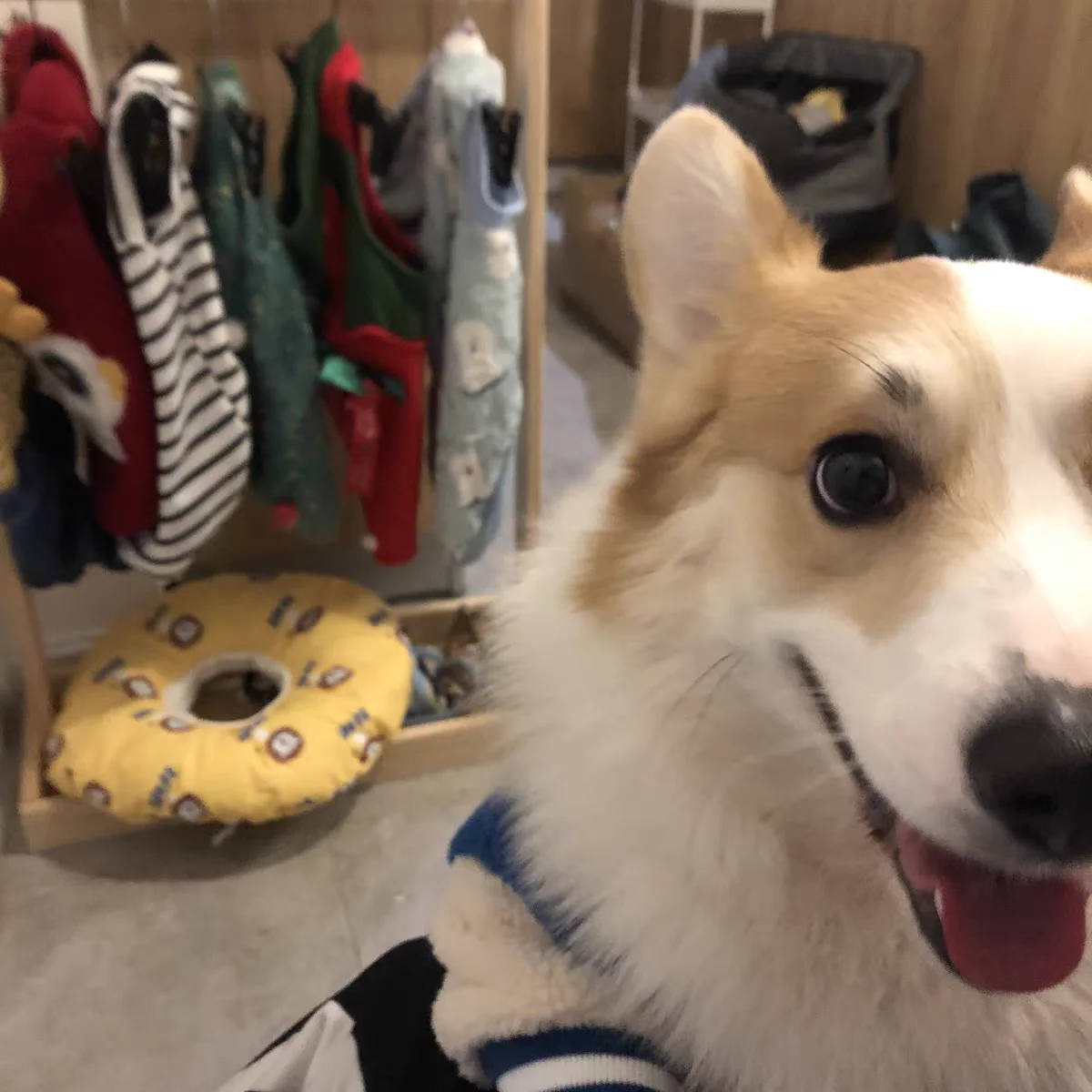 Pet Hanger Internet Celebrity Dog Clothes Rack Dog Clothes Rack Cabinet Solid Wood Storage Small Coat Rack Cat Floor Type