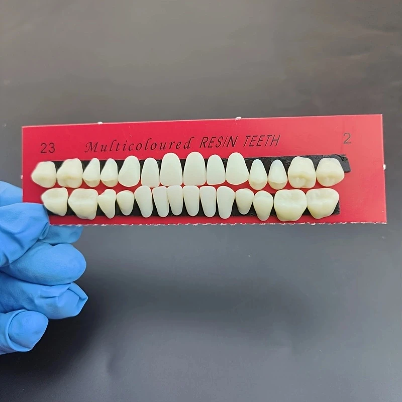 28pcs Dental Training Model Permanent Teeth Model Resin Denture Teeth Teaching Props Dentistry Technician Practice