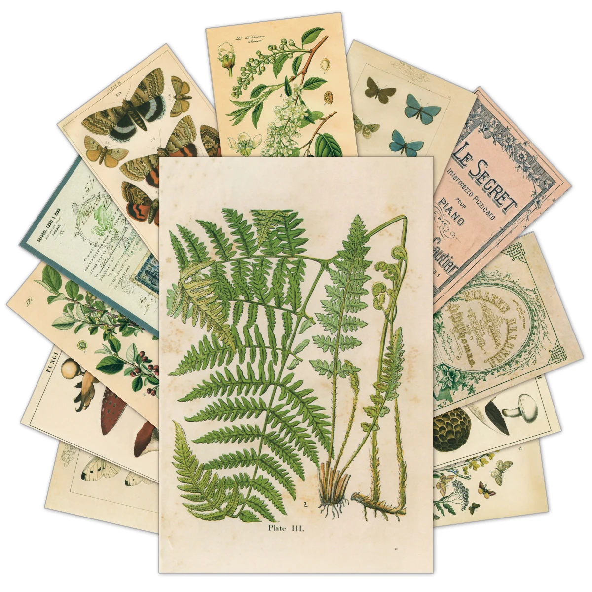 30pcs Retro Ancient Forest Animals Plants Specimen Postcard Vintage Writable Greeting Postcards,Wall Collage Kit Home Decoration