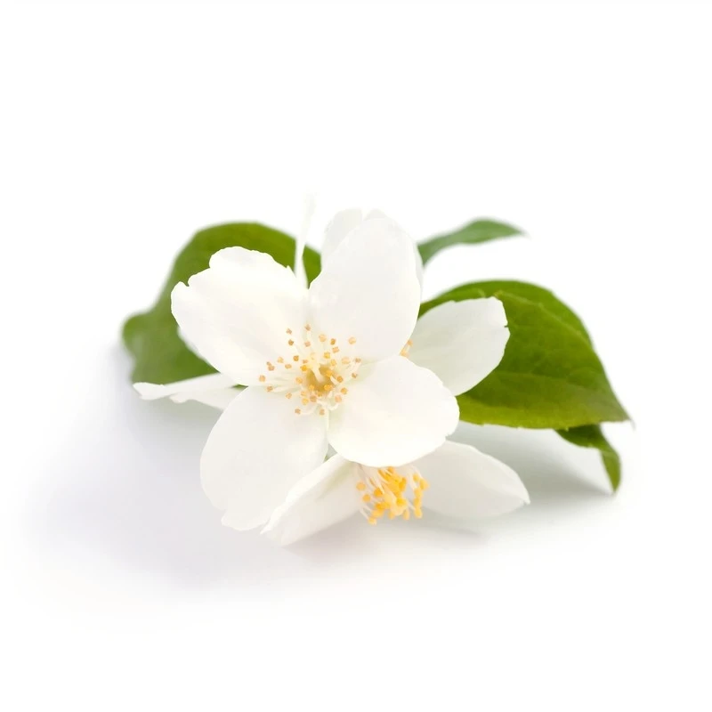 AKARZ Jasmine Essential Oil Natural Aromatherapy Natural for Body Hair Care Diffuser Candle Soap Making DIY Massage Aroma