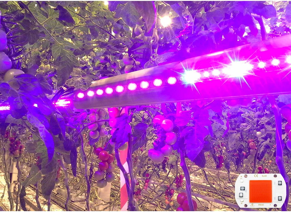 6PCS/lot COB LED Lamp Chip Diode Grow Plant Light AC 110V 220V 10W 20W 30W 50W LED Beads Lamp Box Full Spectrum No Need Driver