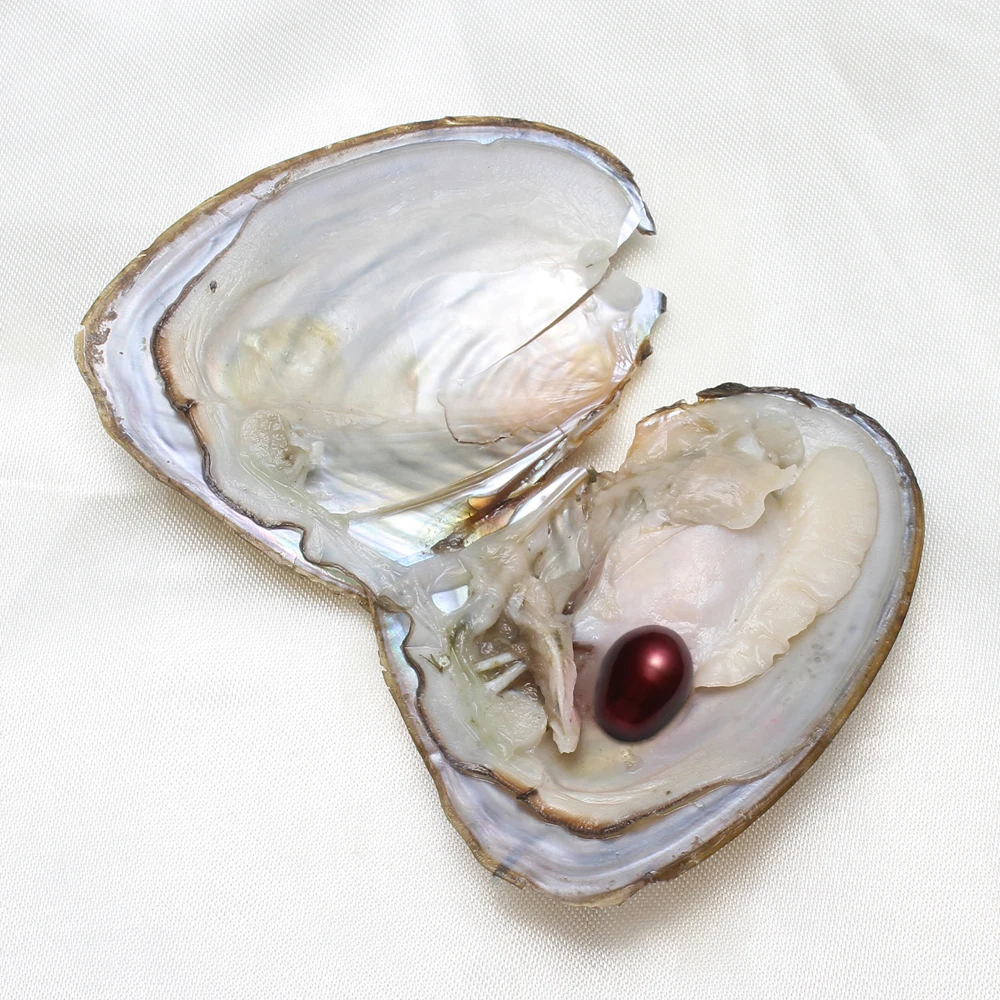 50pcs/Lot High-quality Pearls 7-8MM AA+ Single Pearl Vacuum-pack Oyster Beautiful & Interesting Nature Gifts Cultivate