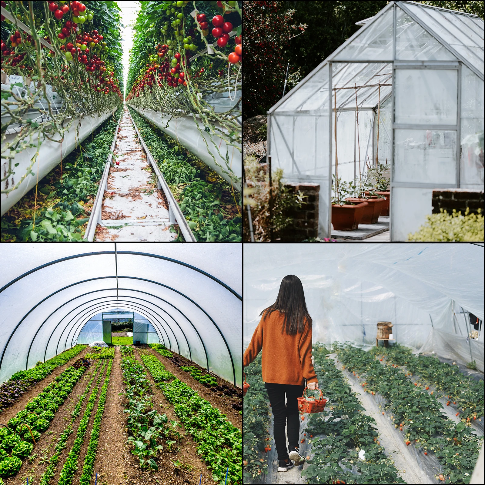 SucceBuy Agricultural Greenhouse Film Clear Plastic Farm Crops Vegetable Cover UV Resistant Polyethylene Covering Plants Flowers