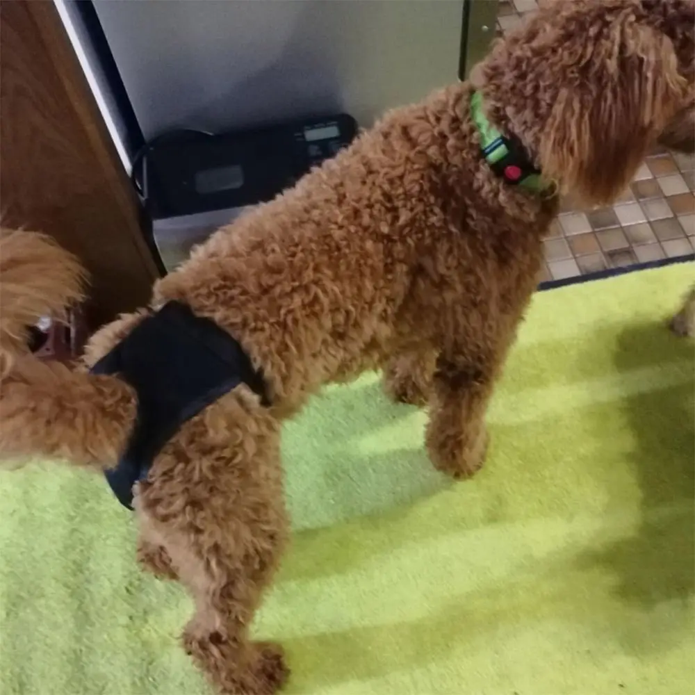 Breathable Menstrual Period Easy To Wear Dog Shorts Panties With 3 Diapers Pet Sanitary Pants Physiological Pants