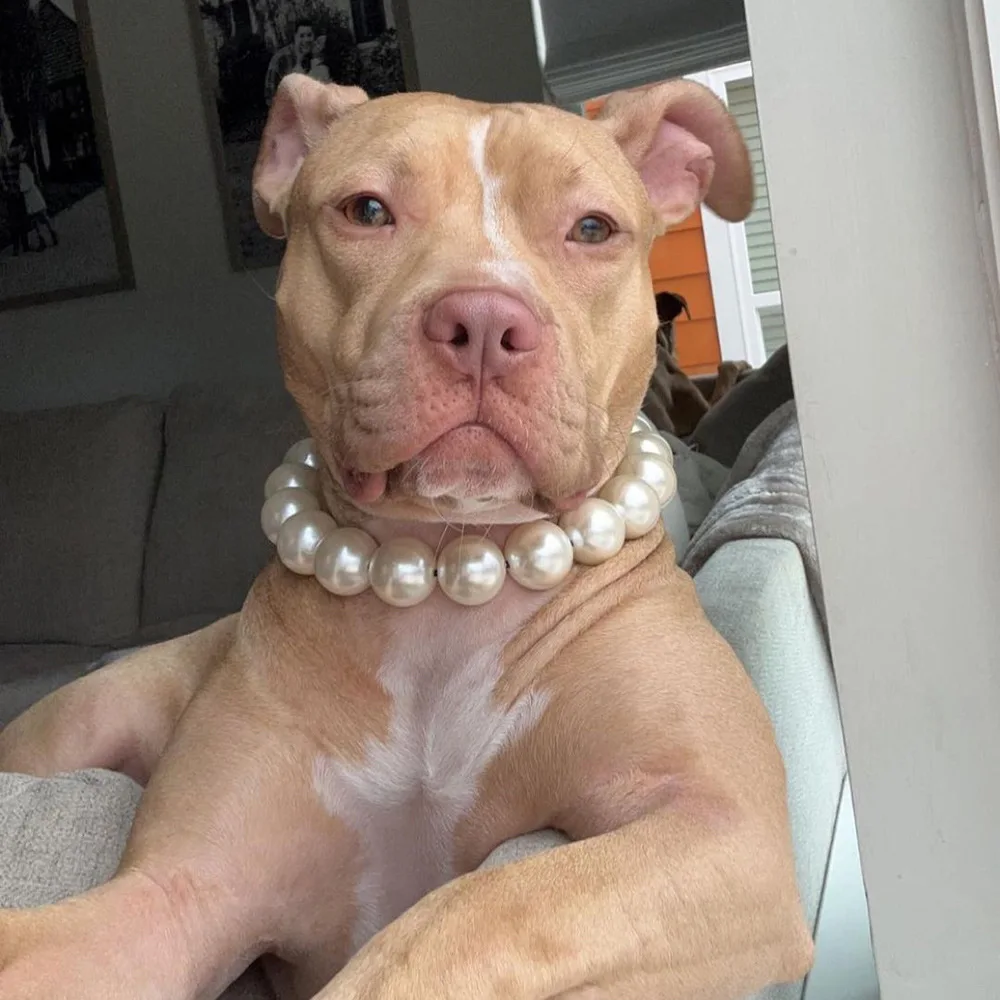 Dog Pearl Collars for Large Dogs Cats Pet Necklace Jewelry Chihuahua Yorkie Girl Clothing Dress Costume Accessories Wire Rope