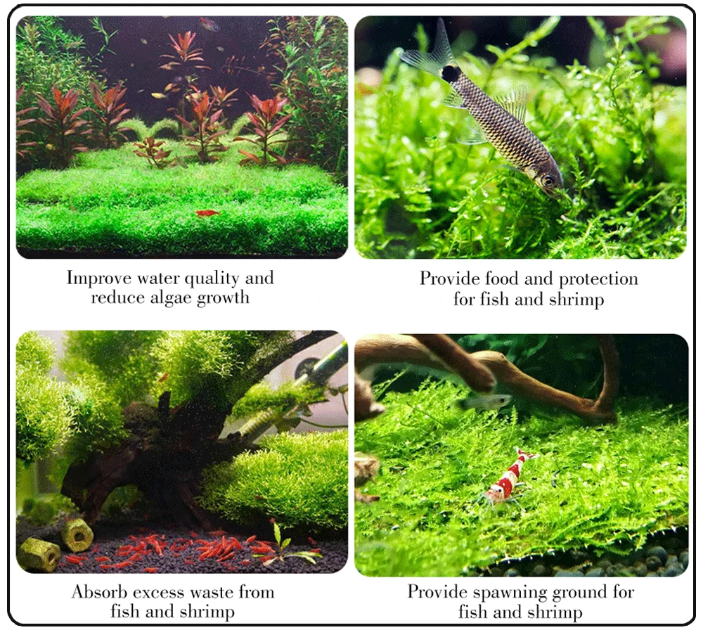 Aquarium Stainless Steel Wire Mesh Pad Aquatic Moss Plants Fixing Holder Landscaping Fish Tank Decoration Aquatic Accessories