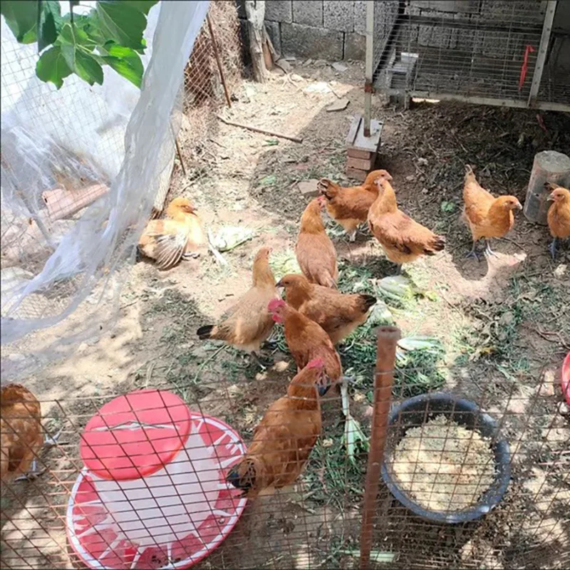 1/3/5Kg Automatic Chicken Feeder Bucket Rooster Hen Feeding Device, Farm Animal Poultry Quail Pigeon Feeding Supplies 1Pcs