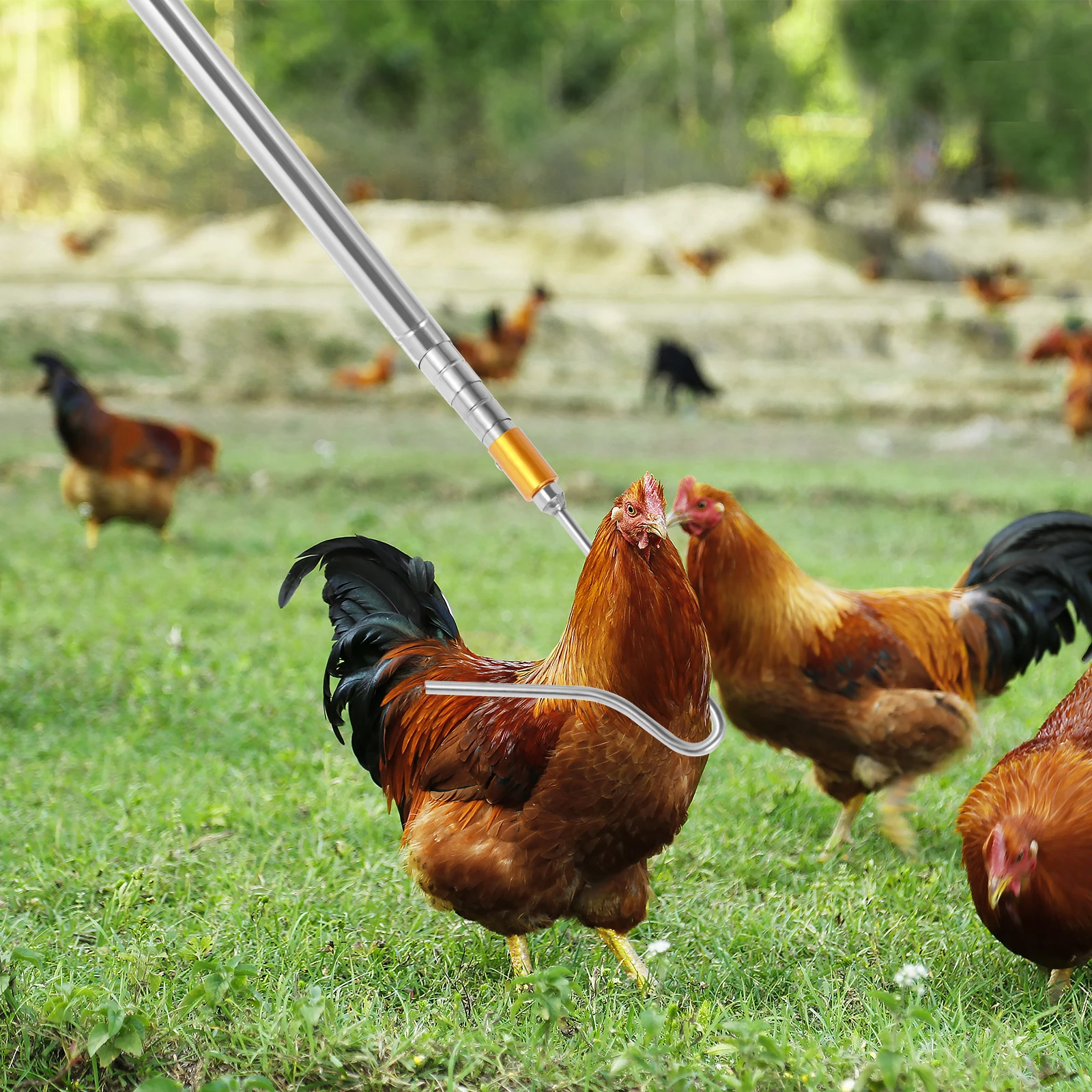4Pcs Poultry Catcher Tools Stainless Steel Telescopic Chicken Grabber Pole & Small Chicken Catching Net Outdoor Bird Catcher