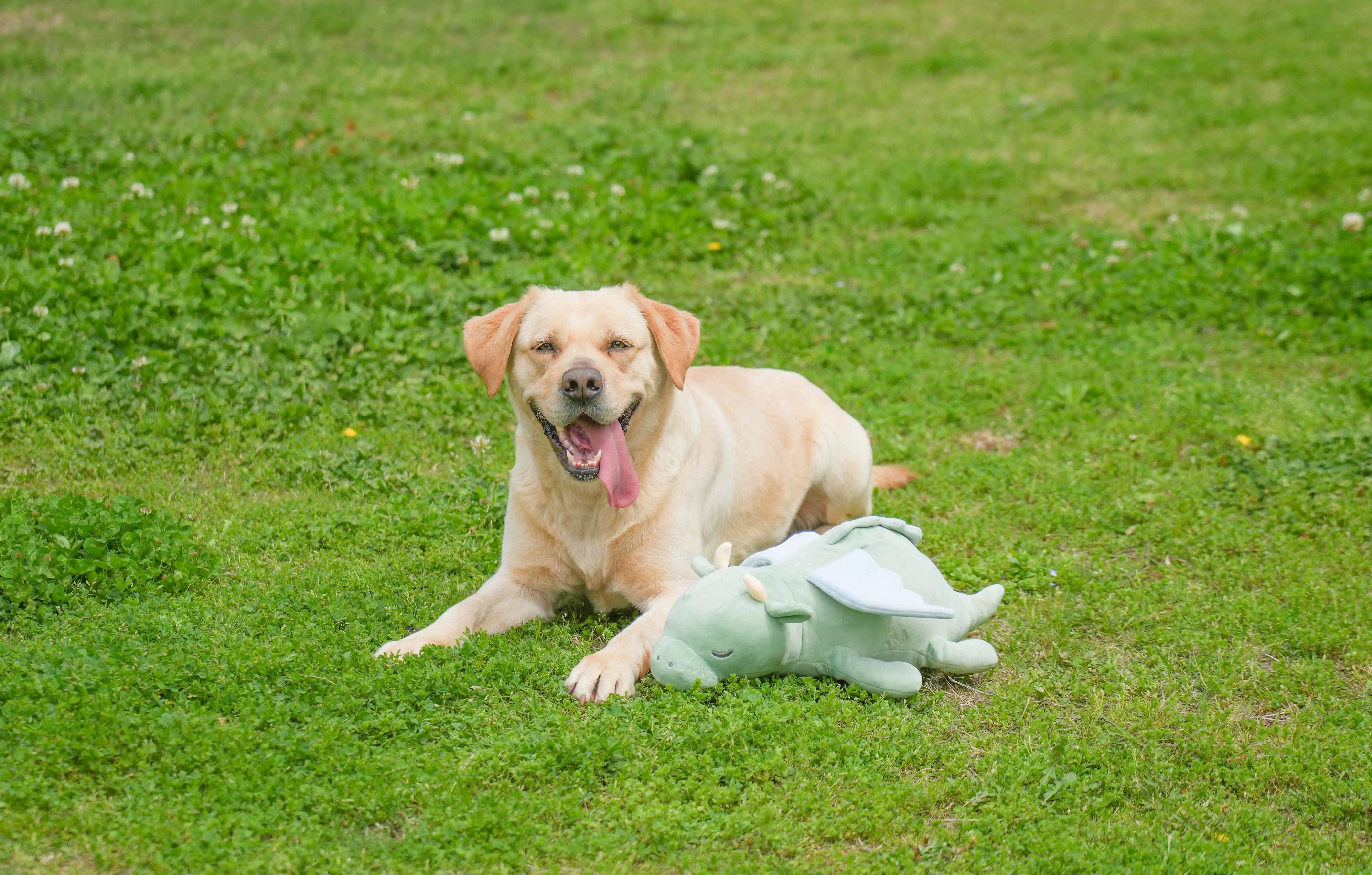 PETFULED Gem Flying Dragon Dog Heartbeat Toy, Puppy Separation Stress Toy, Puppy Behavioral Training Aid for Dog Sleep Aid Plush