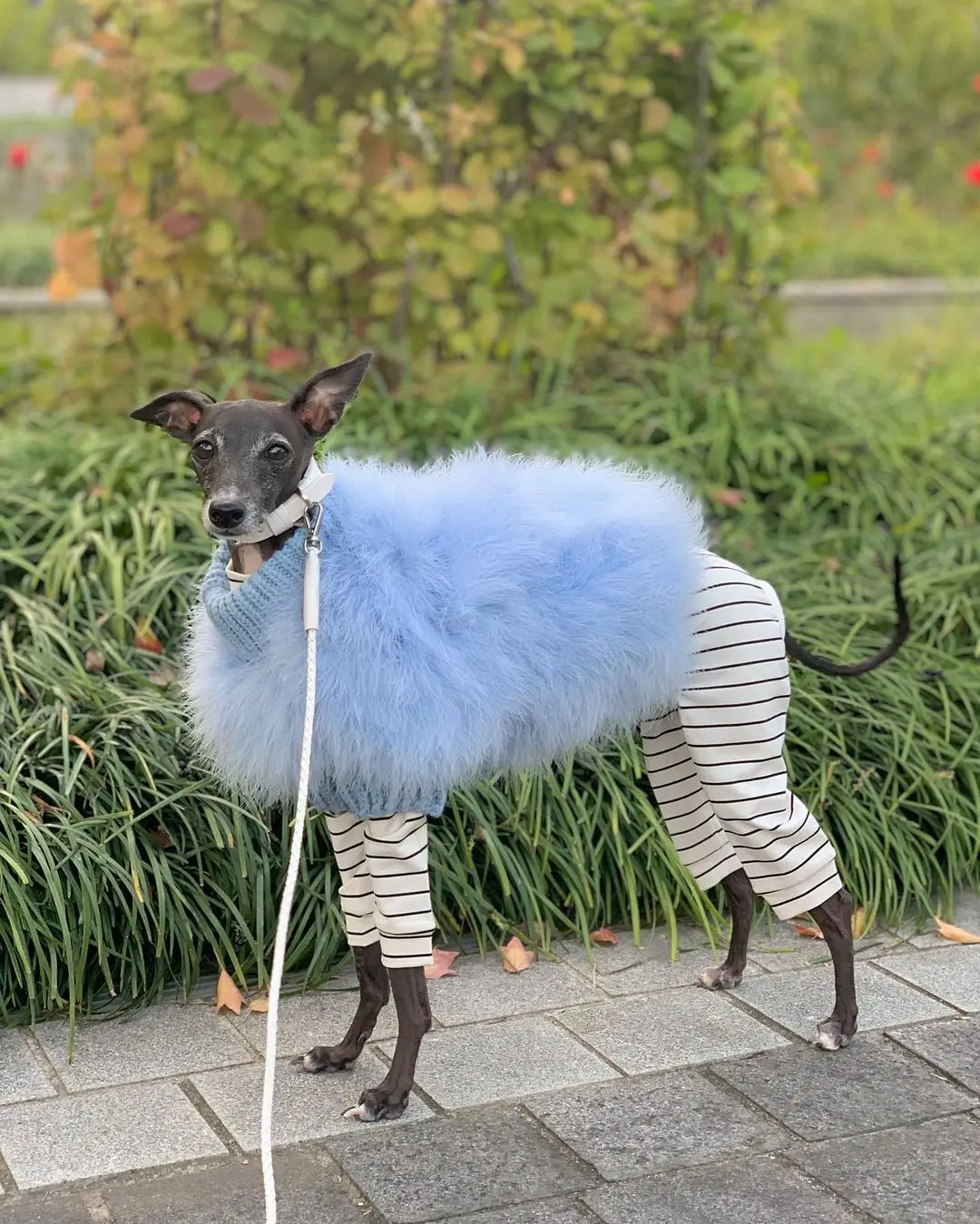 INS new European and American ladies turkey hair autumn and winter warm dog sweater pet warm party pet sweater
