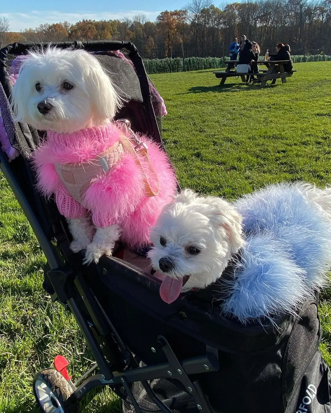INS new European and American ladies turkey hair autumn and winter warm dog sweater pet warm party pet sweater