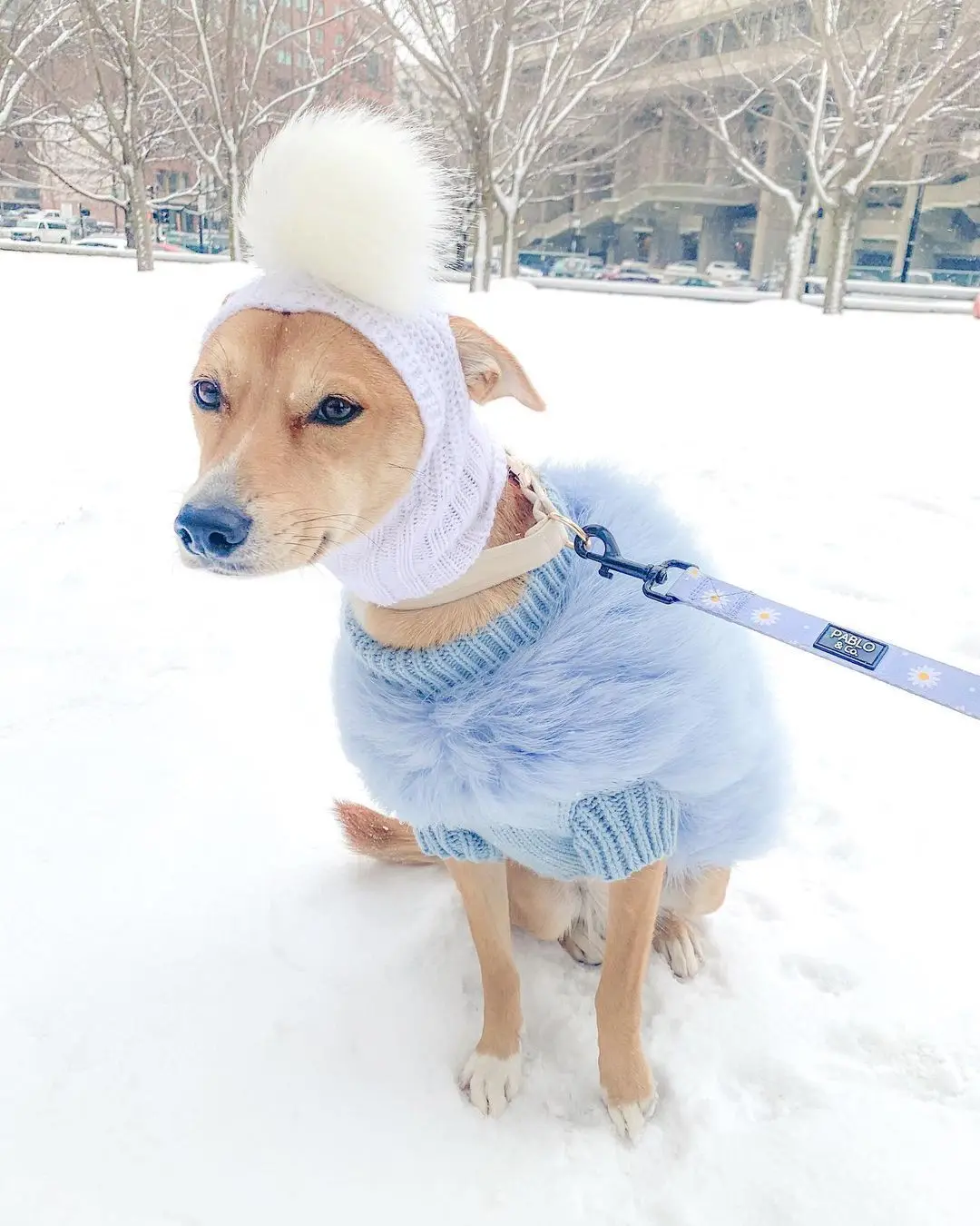 INS new European and American ladies turkey hair autumn and winter warm dog sweater pet warm party pet sweater