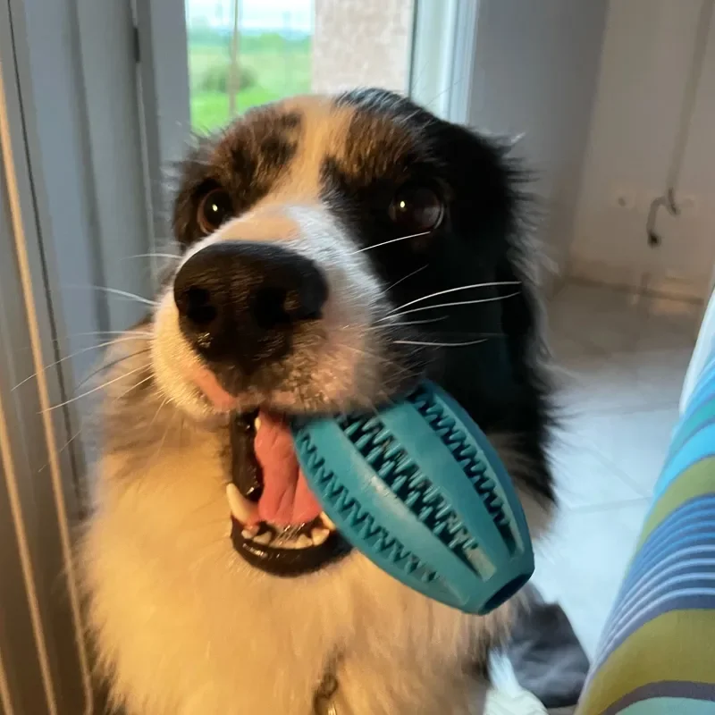 Pet Dog Chew Toys Teeth Cleaning Snack Ball Pet Dog Toy Ball Natural Rubber Super Tough Interactive Bouncy Pet Supplies