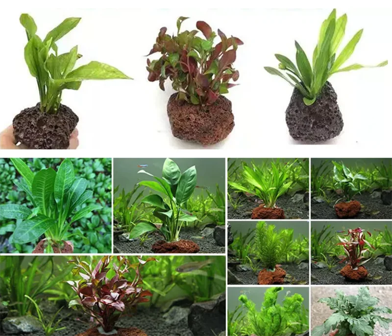 Volcanic Aquarium Decoration Fish Tank Plant Fixing Pot Polka Water Plants Potted Planting Cup Aquarium Accessories Filter Black