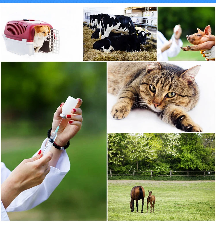 10pcs Stainless Steel Veterinary Syringe Needles Injection Vaccination Vet Tools Pigs Cow Sheep Bird Bovine Farm Animal Supplies