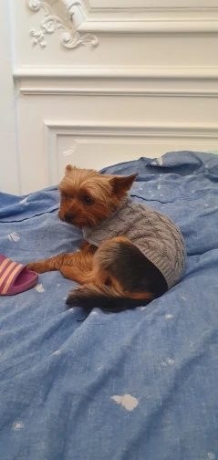 Knitted Clothes For Dogs Chihuahua Sweater For Small Dogs Winter Clothes For Sphinx Cat Dog Sweater For York Warm Dog Clothes