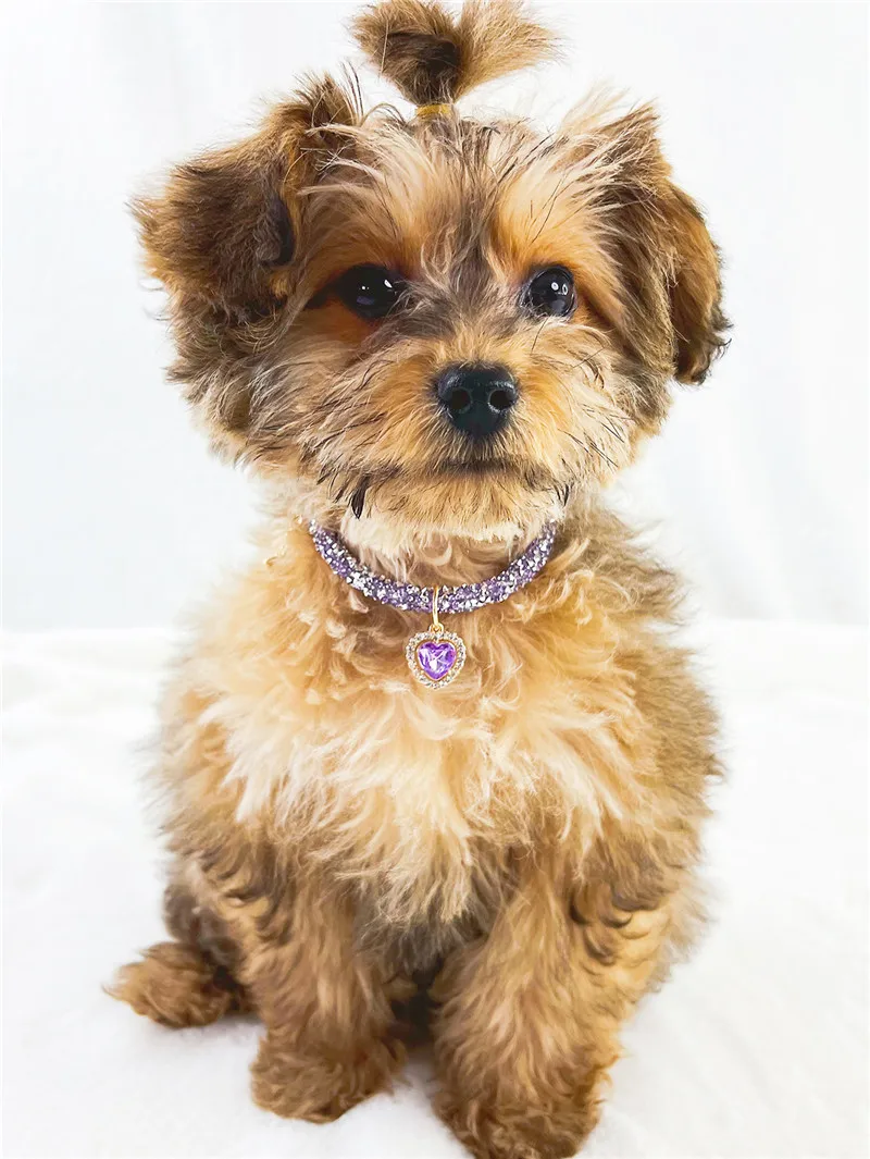 Crystal Cat Collar Heart Gem Pendant Party Rhinestone Necklace Adjustable Cats Puppy Chihuahua Wedding Pet Accessories