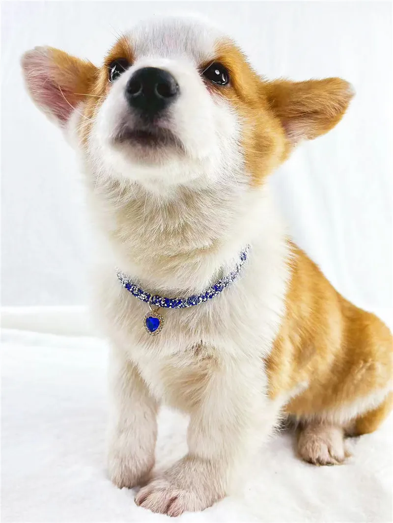 Crystal Cat Collar Heart Gem Pendant Party Rhinestone Necklace Adjustable Cats Puppy Chihuahua Wedding Pet Accessories