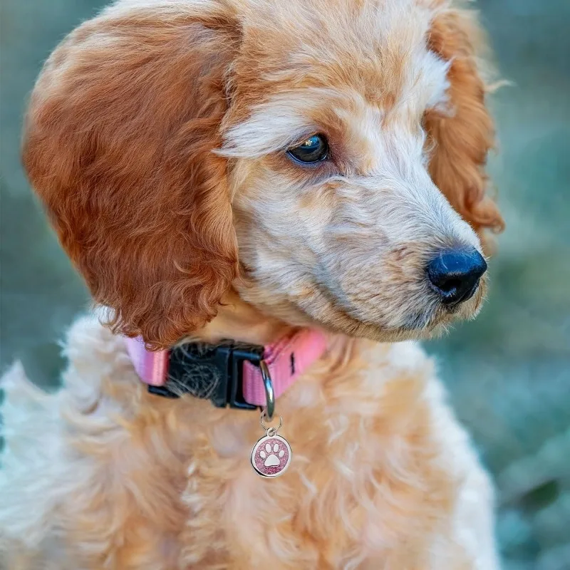 Pet ID Tags Free Engraving Pet Anti-lost Collar Pendant Personalized Puppy Name Tag Cat Paw Decoration Customized Product