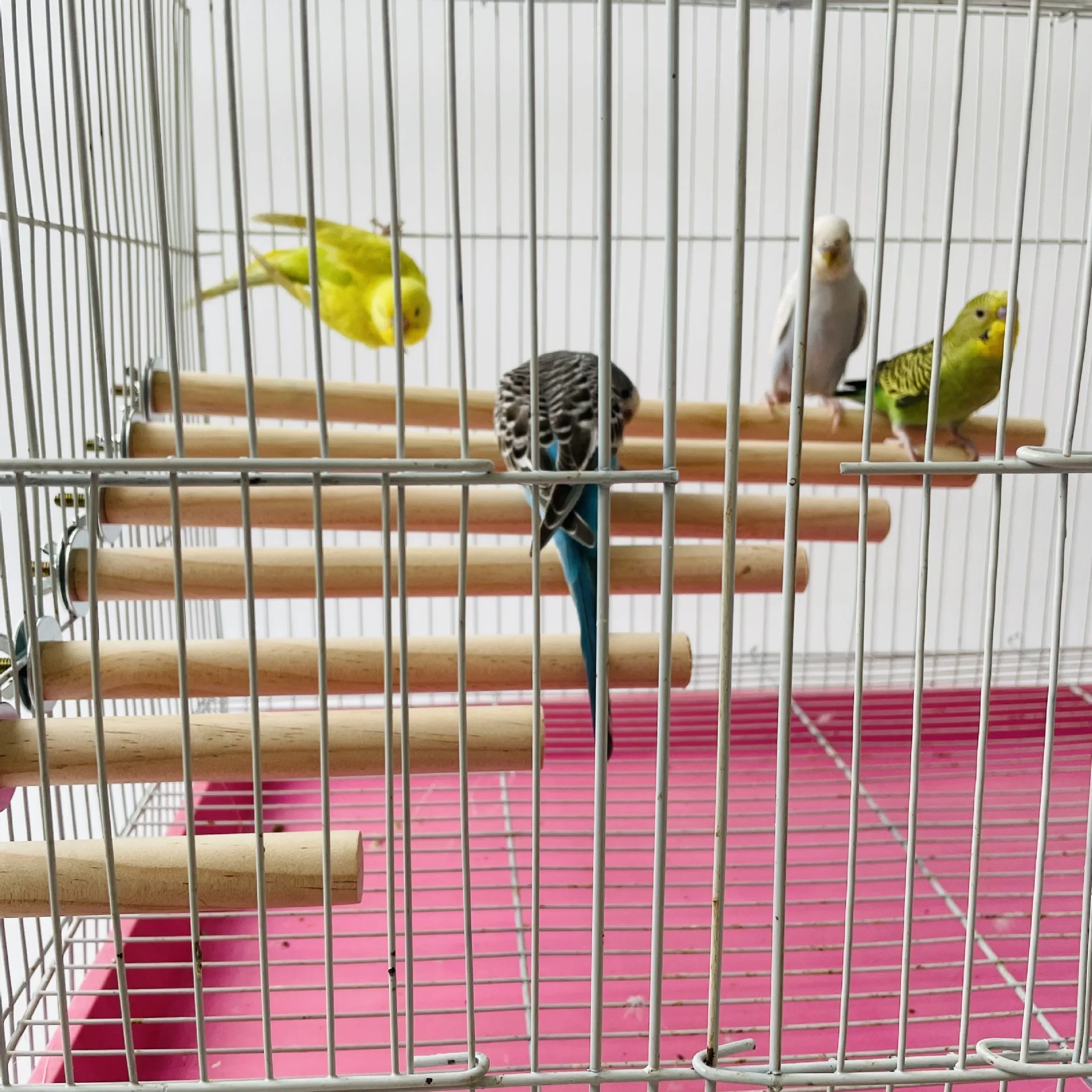 1/2ps Parrot Pet Raw Standing Stick Wood Hanging Stand RackToy Sticksstand Parakeet Branch Perches ForBird Cage Bar Pet Supplies