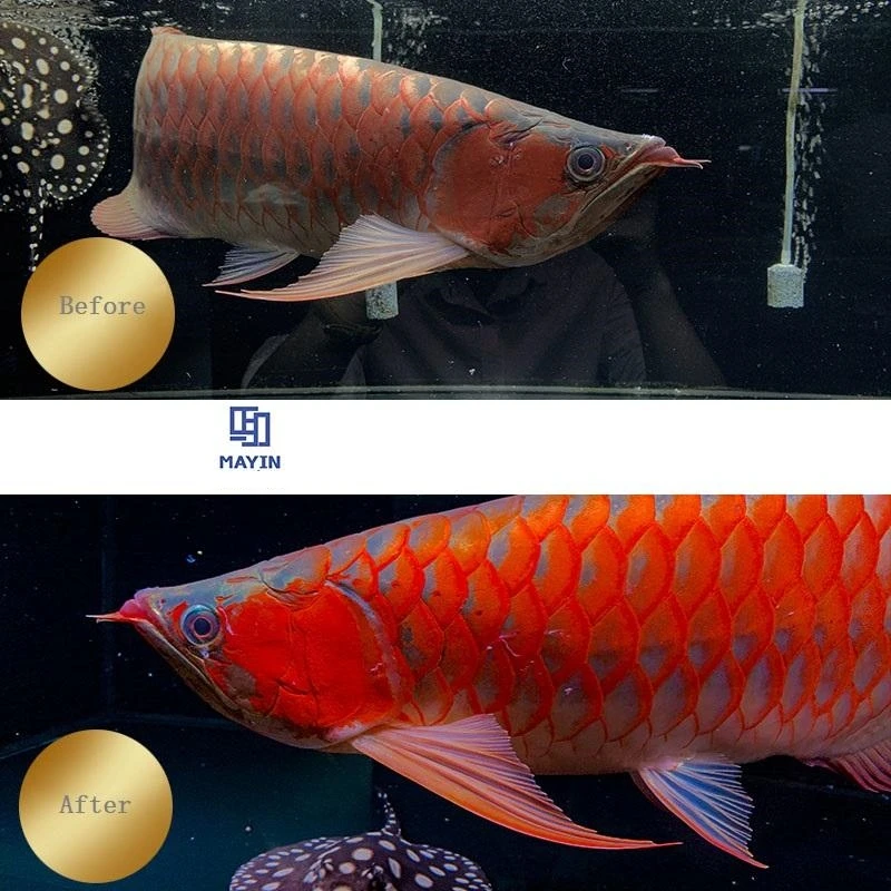 Mayin Super Colour Arowana Brightening Lamp IP68 Waterproof Submersible Aquarium Fish Tank LED Light 26-172CM