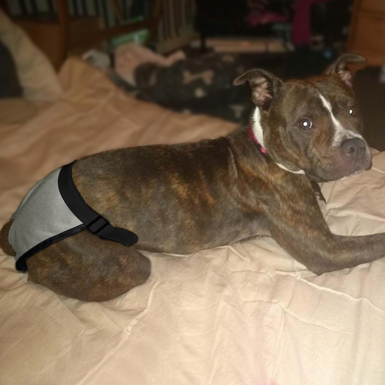 Female Dog Estrusing Nappies with 8 Sanitary Pad For in Bleeding Physiological Washable Nappies Anti Male Dogs Harass Pants