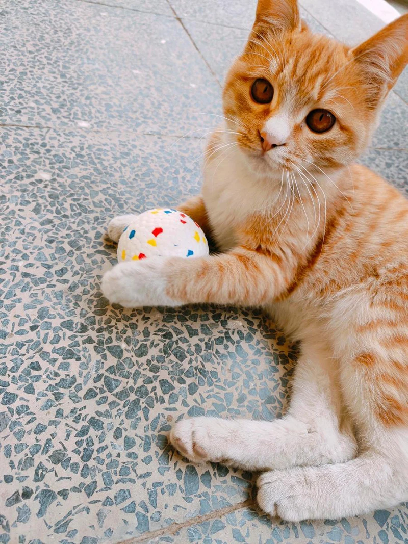 Pet Dog Toy Ball Light Chew Rubber Ball High Elastic Bite Resistance Interactive Throwing Flying Toys for Dogs Pet Accessories