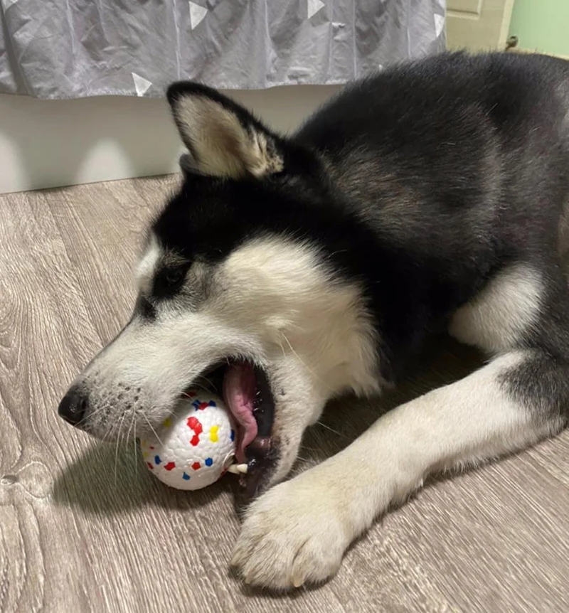 Pet Dog Toy Ball Light Chew Rubber Ball High Elastic Bite Resistance Interactive Throwing Flying Toys for Dogs Pet Accessories