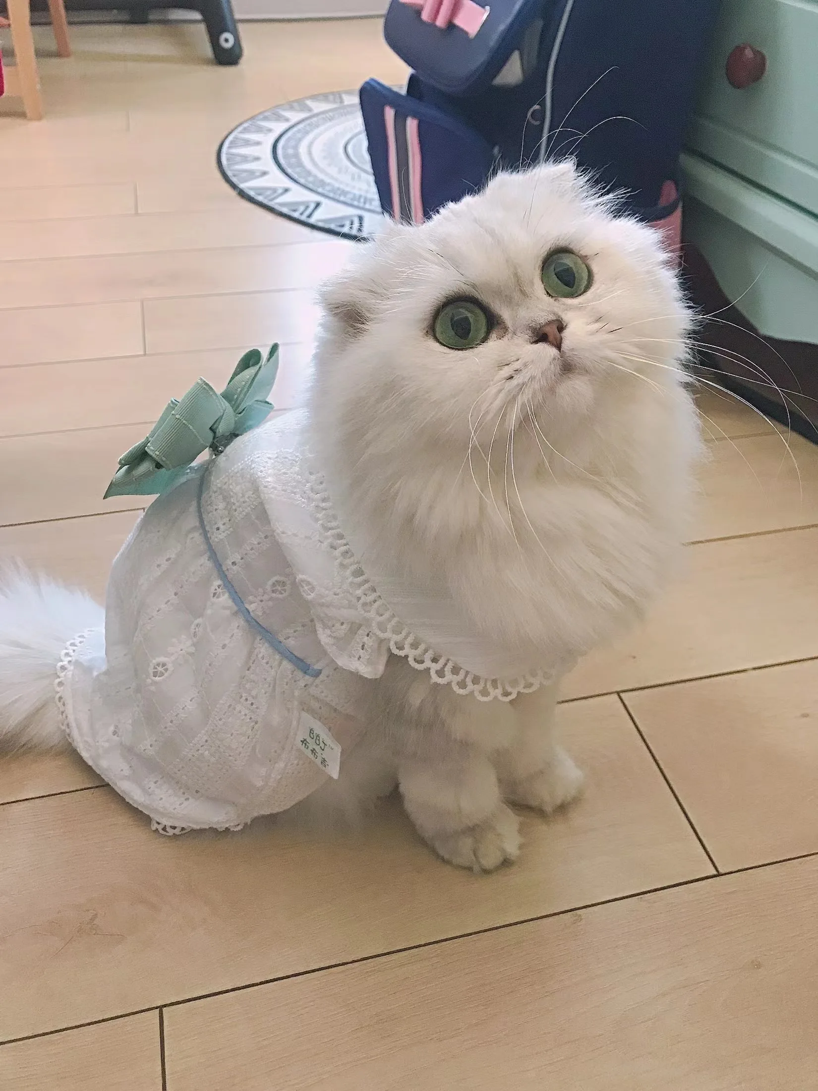 Dog Clothes Spring and Summer Thin Skirt Lolita Princess Mint Butterfly Cat Pet