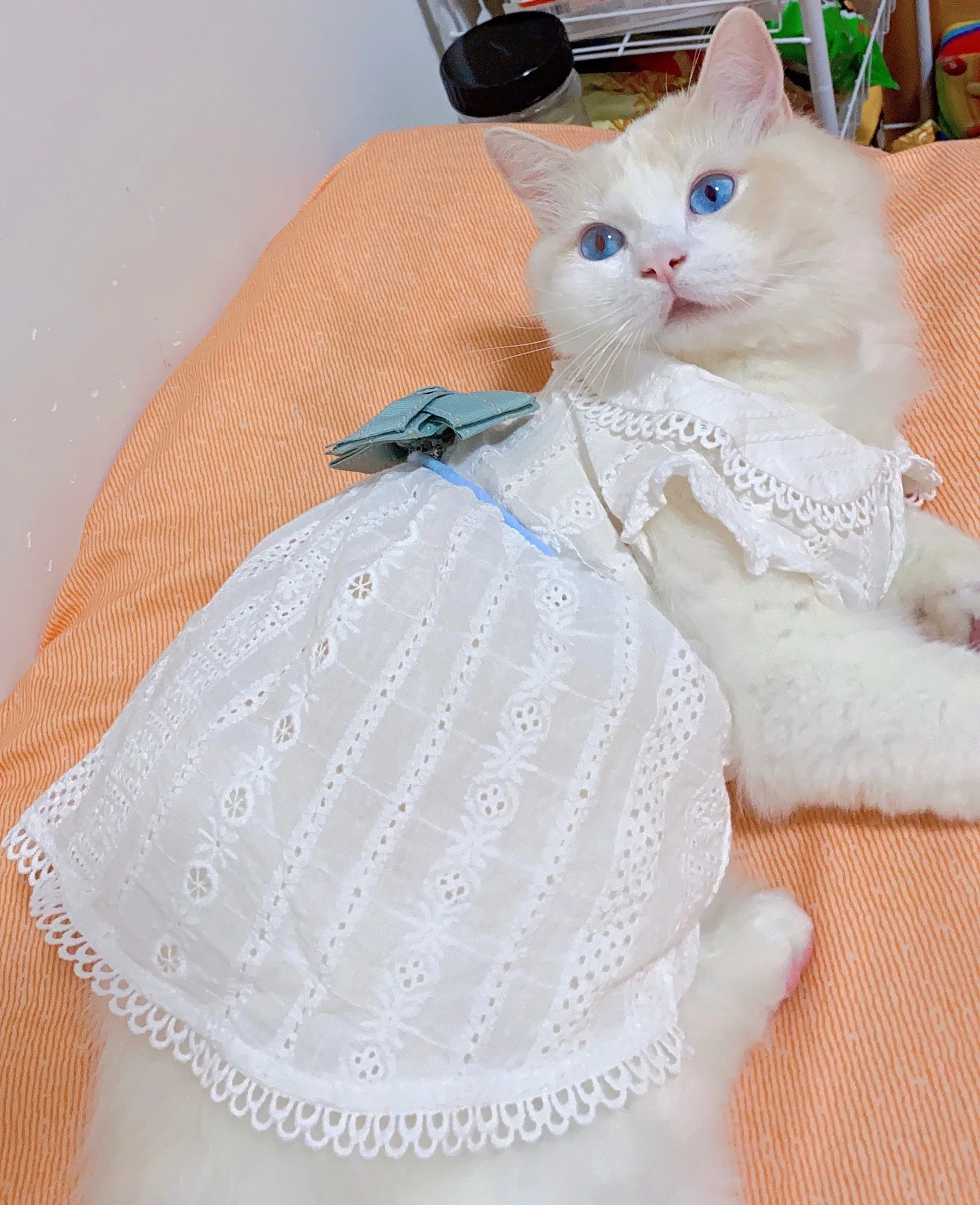 Dog Clothes Spring and Summer Thin Skirt Lolita Princess Mint Butterfly Cat Pet