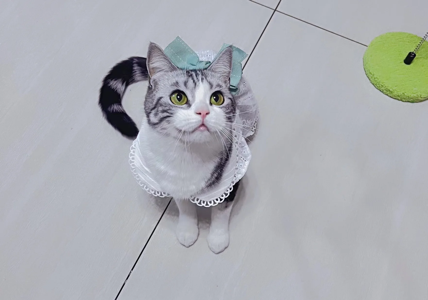 Dog Clothes Spring and Summer Thin Skirt Lolita Princess Mint Butterfly Cat Pet