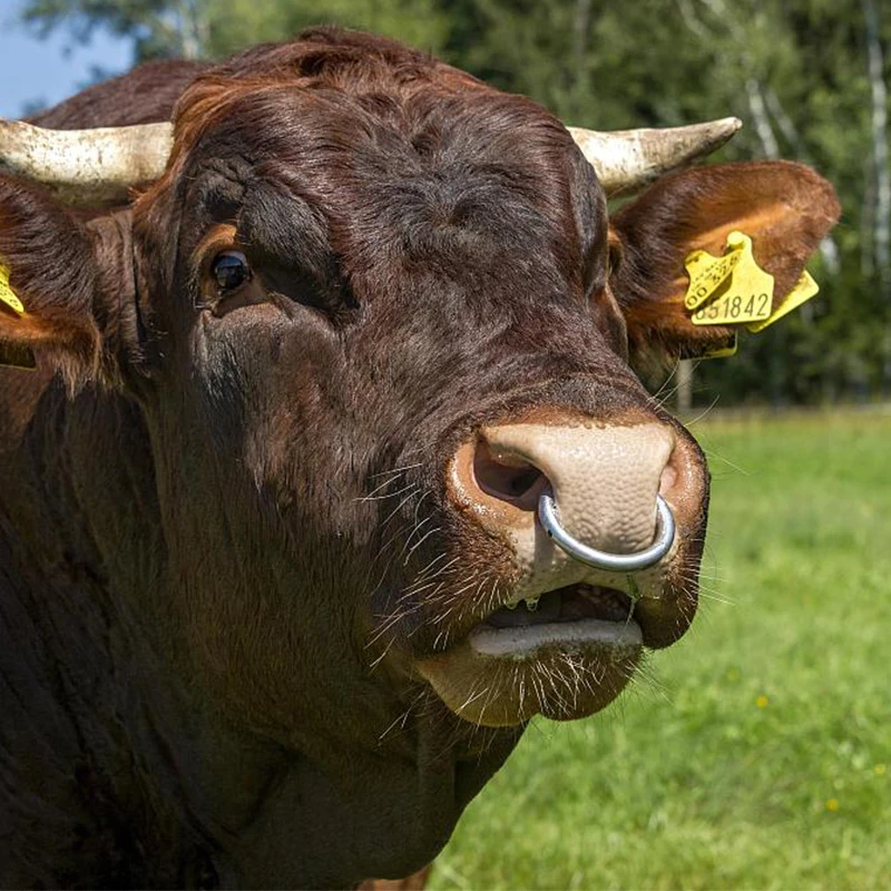 1Pcs Metal Cattle Nose Rings Bull Ox Cow Bovine Traction Clamp 9/10cm Farm Animal Livestock Nose Clips Farm Animal Supplies