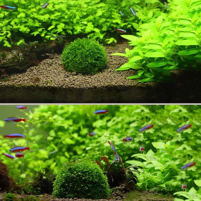 Aquarium Decoration Plants Bio Moss Ball Holder for Aquarium Crystal Red Shrimp House Fish Tank Decor Filter Accessories