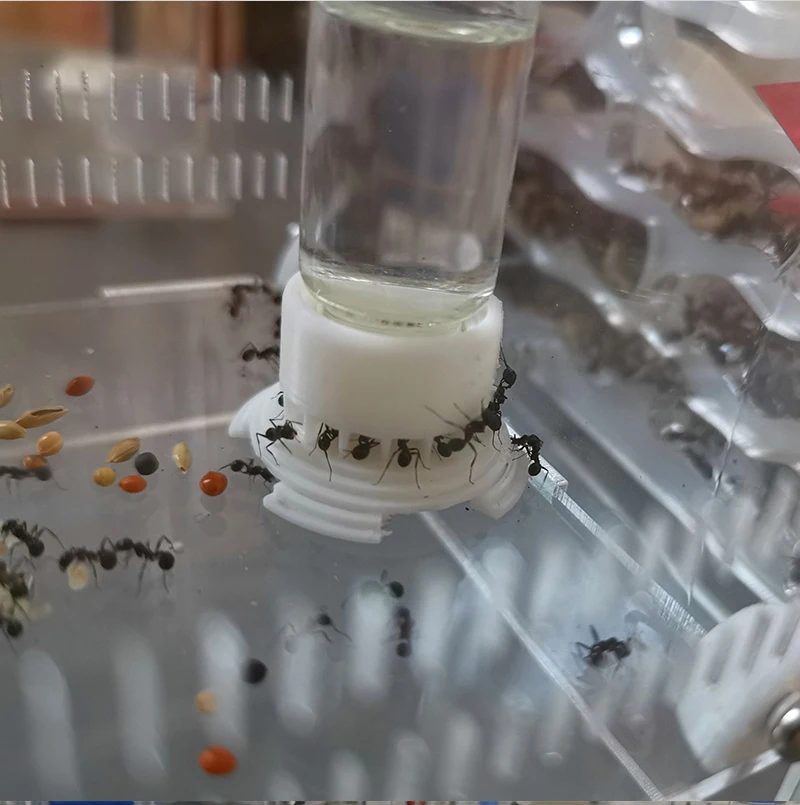 Ant Farm Water Feeding Area Water Bowl for Ant Anthill Ant Nest Large Capacity Water Feeder Ant House Drinking Bottle Workshop