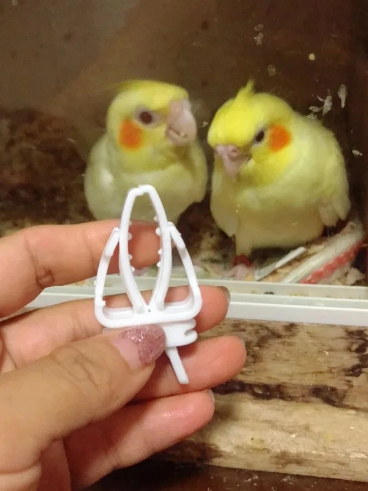 Cute Small Pet Bird Food Holder Parrot Fruits Vegetables Clip Cuttlefish Bone Feeder Device Clamp Bird Cage Accessories Oiseaux
