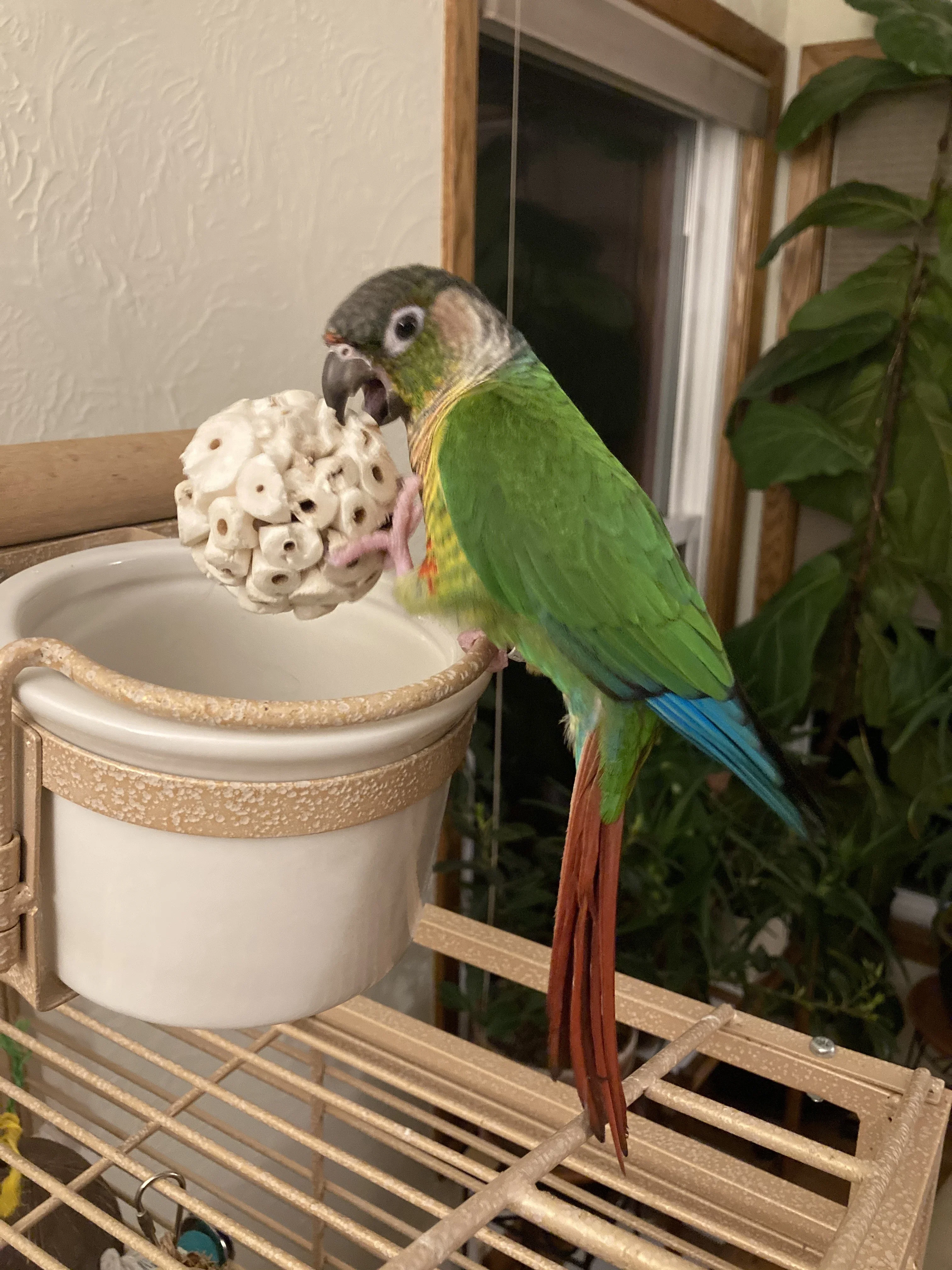 Bird Chewing Toy Natural Sola Ball Parrot Shredder Foraging Toy for Finch Cockatiel African for Grey Gerbil Small