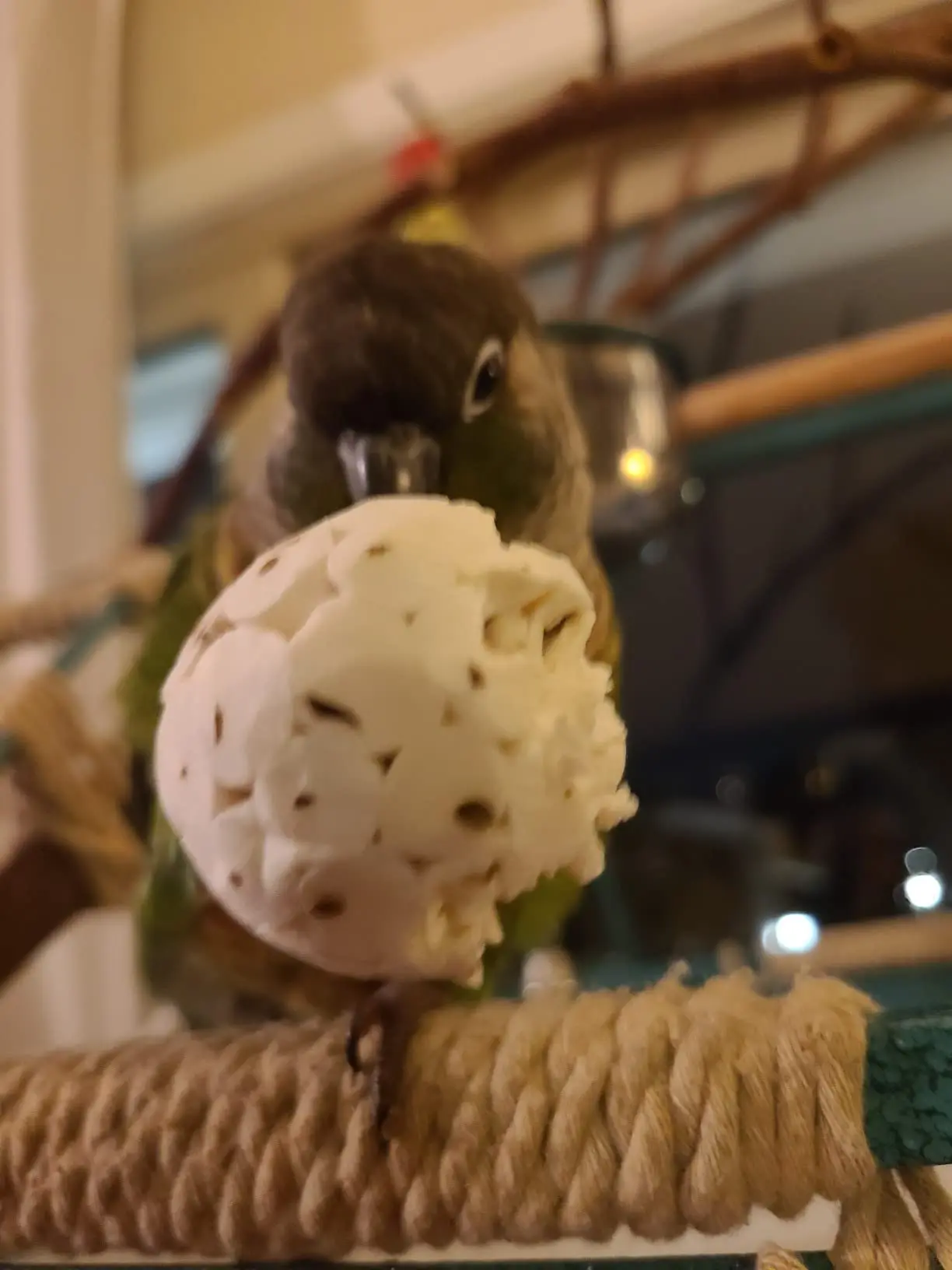Bird Chewing Toy Natural Sola Ball Parrot Shredder Foraging Toy for Finch Cockatiel African for Grey Gerbil Small